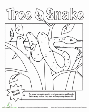 Tree Snake coloring #19, Download drawings