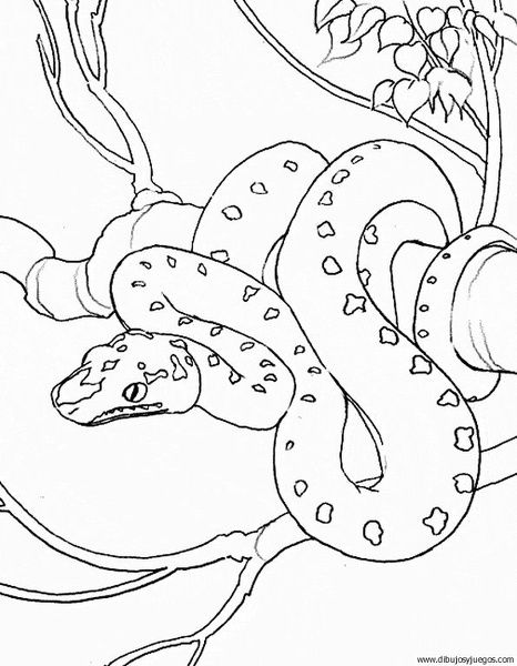 Tree Snake coloring #14, Download drawings