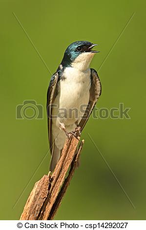 Tree Swallow clipart #10, Download drawings