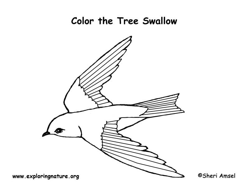 Tree Swallow coloring #4, Download drawings
