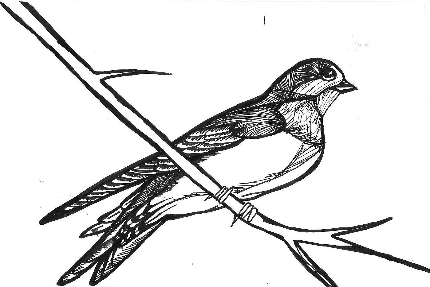 Tree Swallow coloring #8, Download drawings