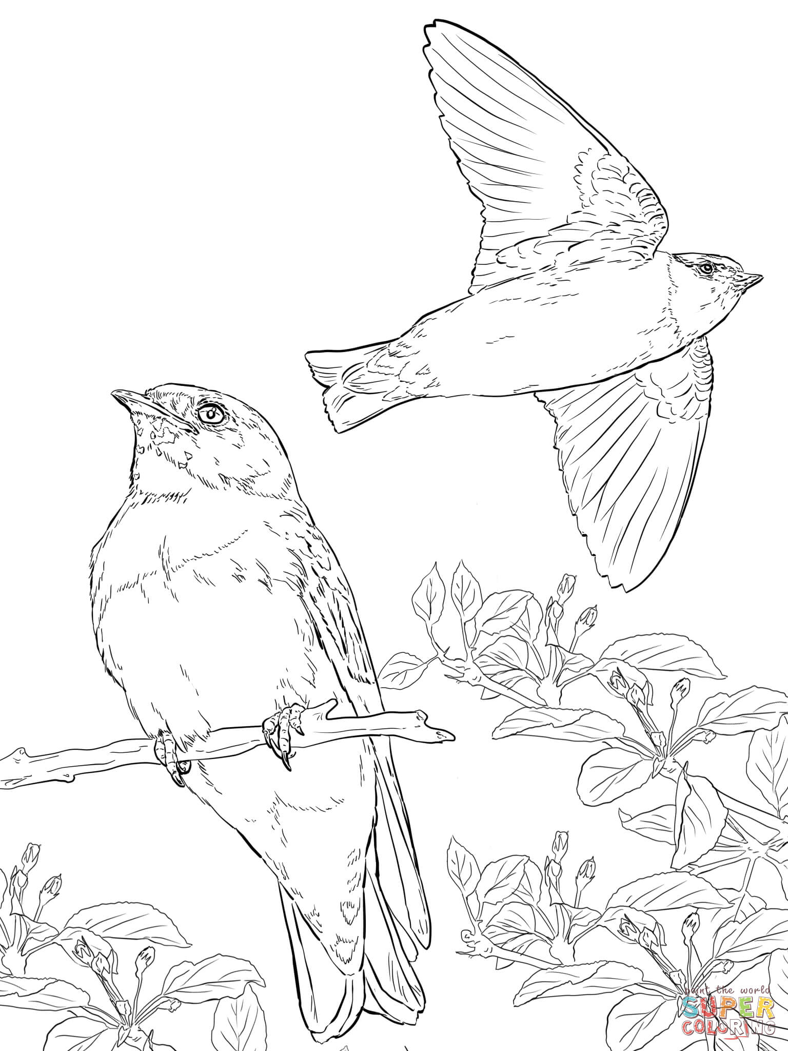 Tree Swallow coloring #1, Download drawings