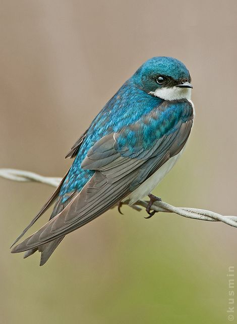 Tree Swallow coloring #2, Download drawings