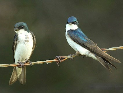 Tree Swallow coloring #5, Download drawings