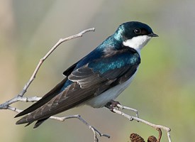 Tree Swallow coloring #6, Download drawings