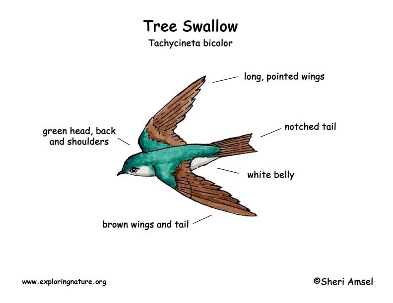 Tree Swallow coloring #20, Download drawings