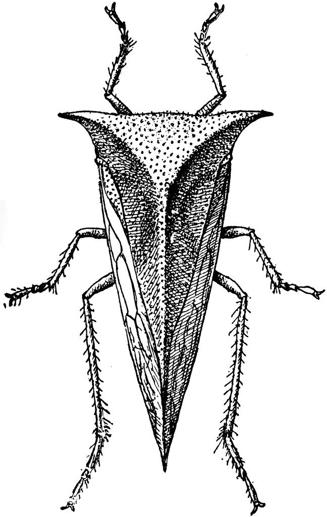 Treehopper clipart #16, Download drawings