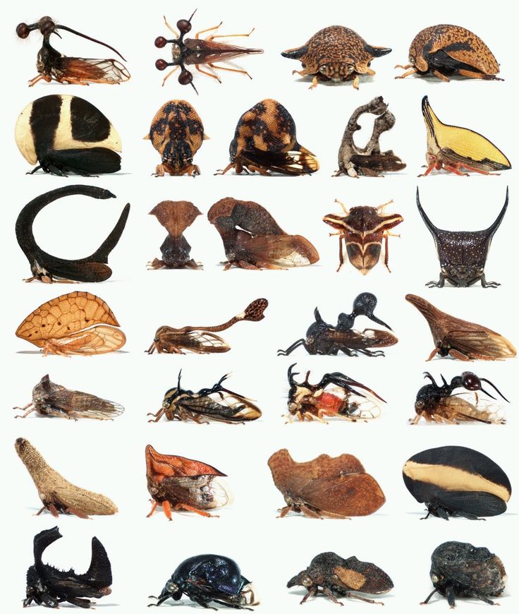 Treehopper clipart #3, Download drawings