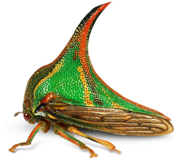 Treehopper coloring #16, Download drawings