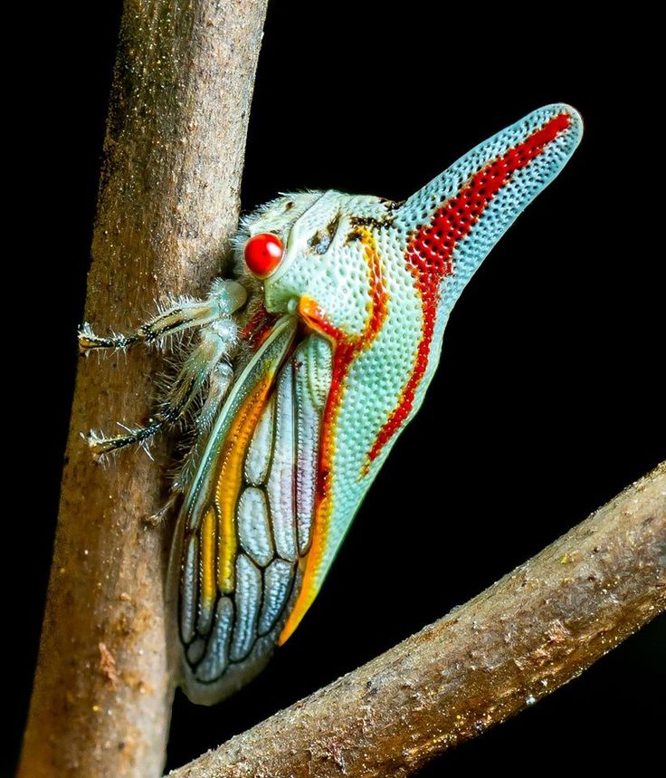 Treehopper coloring #14, Download drawings