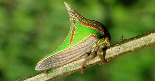 Treehopper svg #15, Download drawings