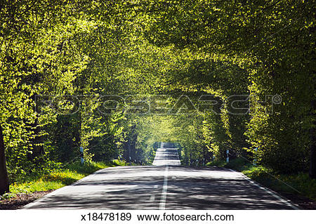 Tree-lined clipart #20, Download drawings