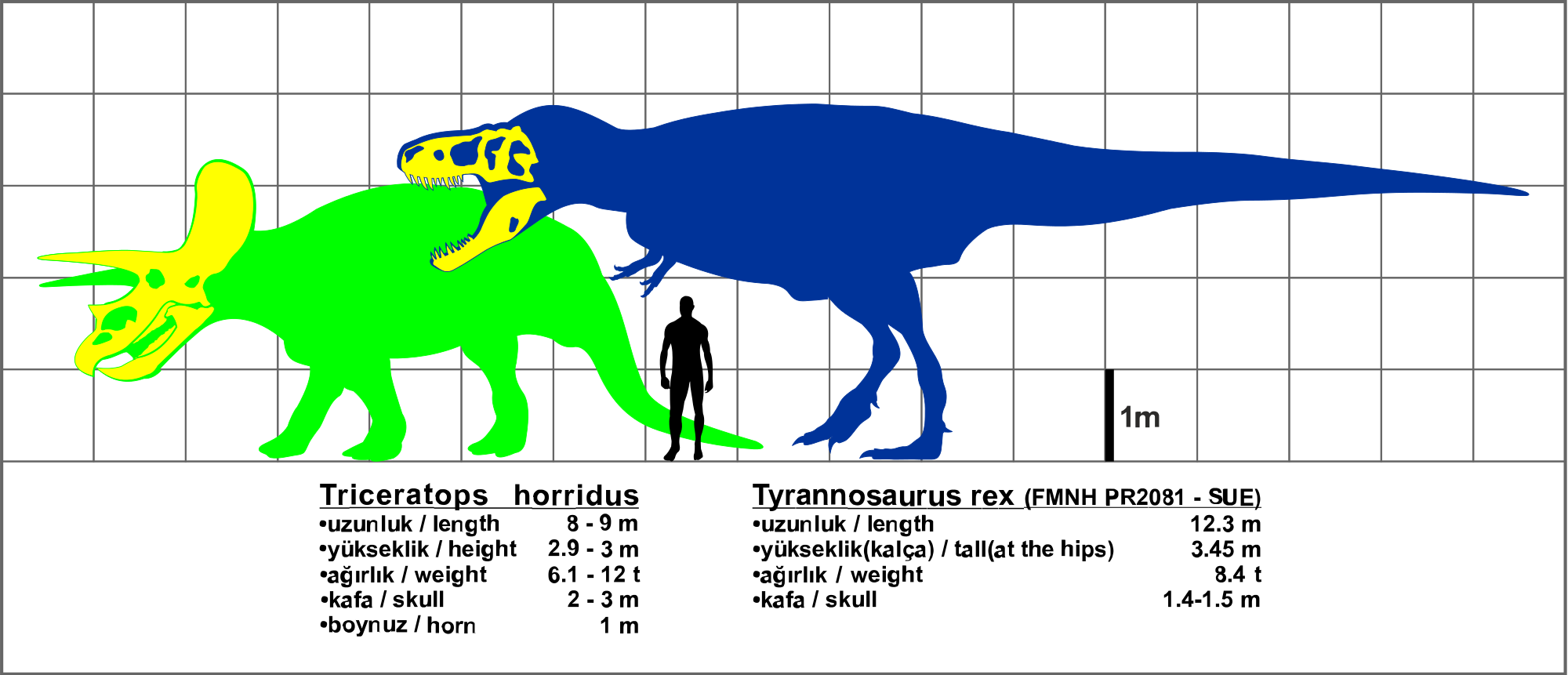 What is the triceratops position