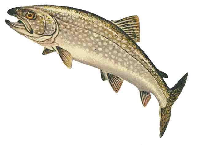 Trout clipart #14, Download drawings