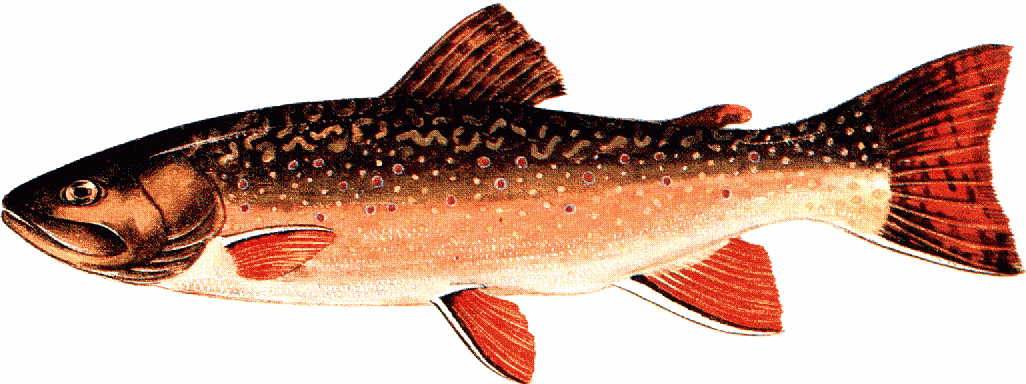 Trout clipart #4, Download drawings