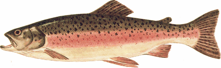Trout clipart #11, Download drawings