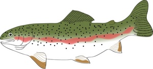 Trout clipart #8, Download drawings