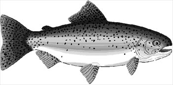 Trout clipart #19, Download drawings