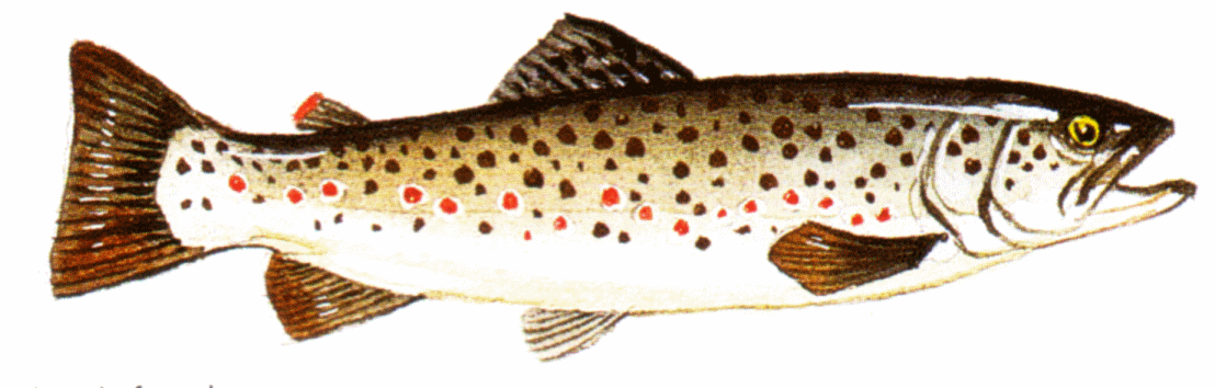 Trout clipart #10, Download drawings