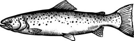 Trout clipart #16, Download drawings