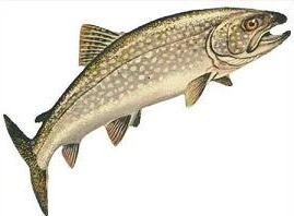 Trout clipart #18, Download drawings