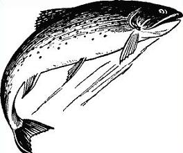 Trout clipart #12, Download drawings