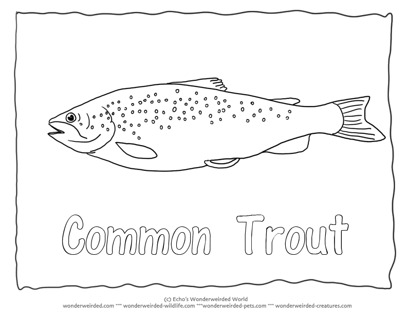 Trout coloring #16, Download drawings