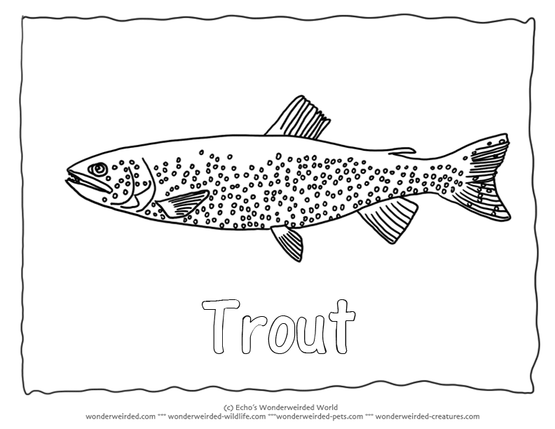 Trout coloring #14, Download drawings