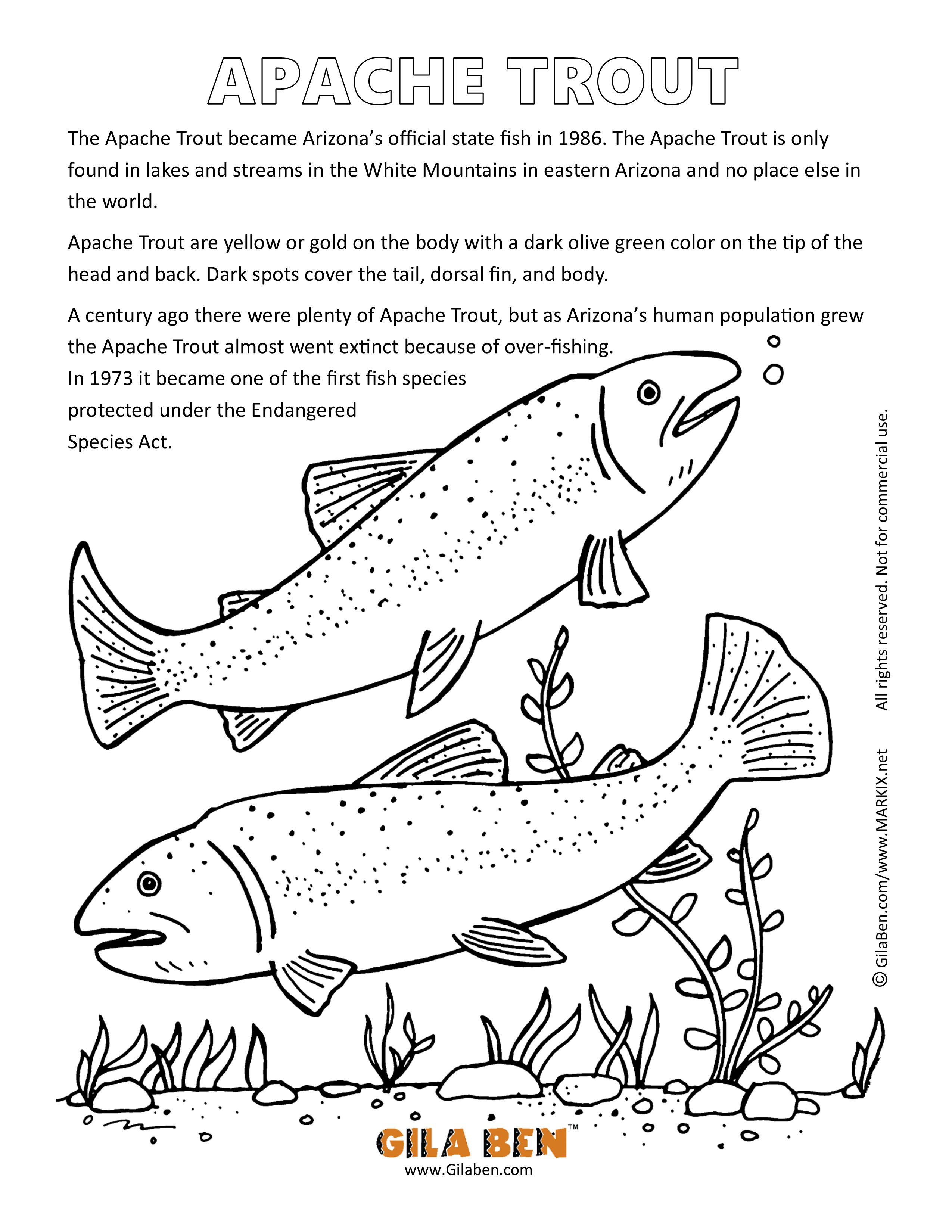 Trout coloring #1, Download drawings