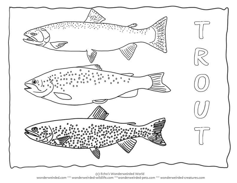 Trout coloring #18, Download drawings