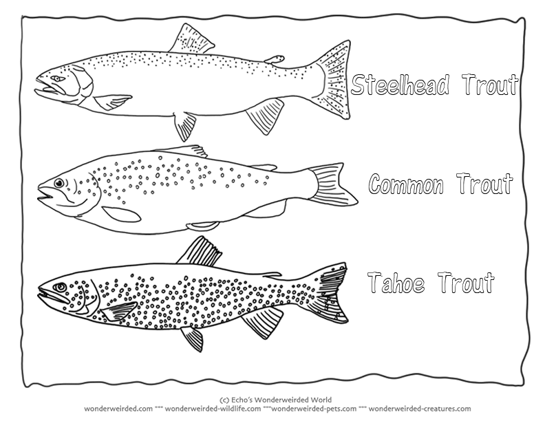 Trout coloring #17, Download drawings