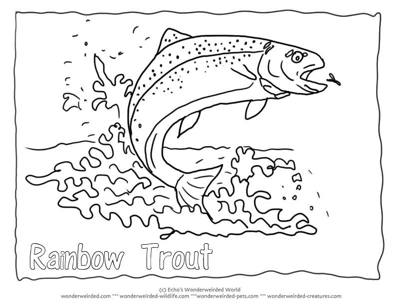 Trout coloring #6, Download drawings
