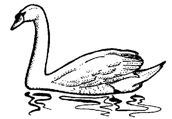 Trumpeter Swan clipart #9, Download drawings
