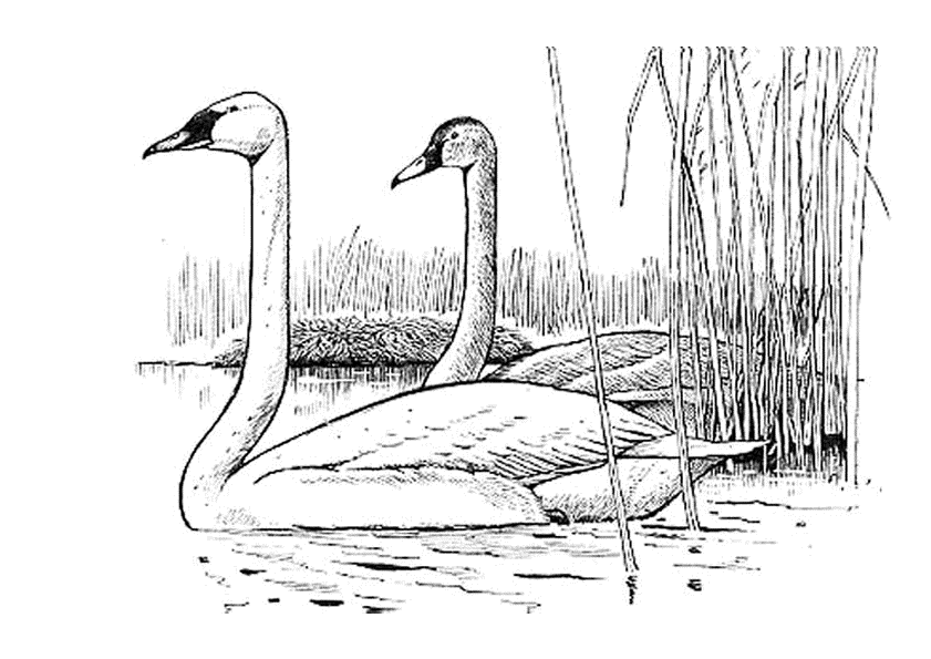 Trumpeter Swan coloring #6, Download drawings