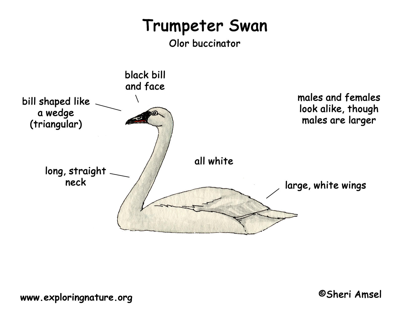 Trumpeter Swan coloring #12, Download drawings