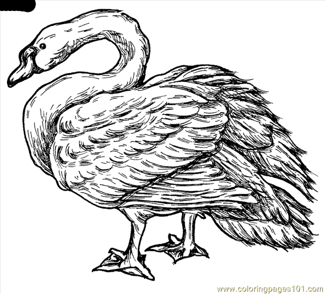 Trumpeter Swan coloring #11, Download drawings