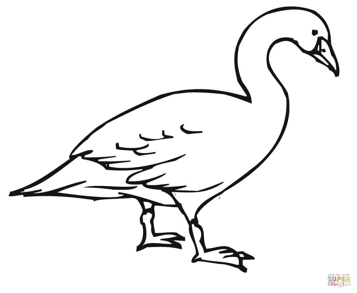 Trumpeter Swan coloring #5, Download drawings