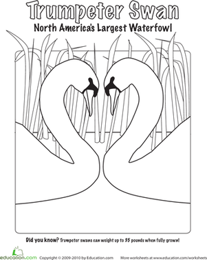 Trumpeter Swan coloring #16, Download drawings