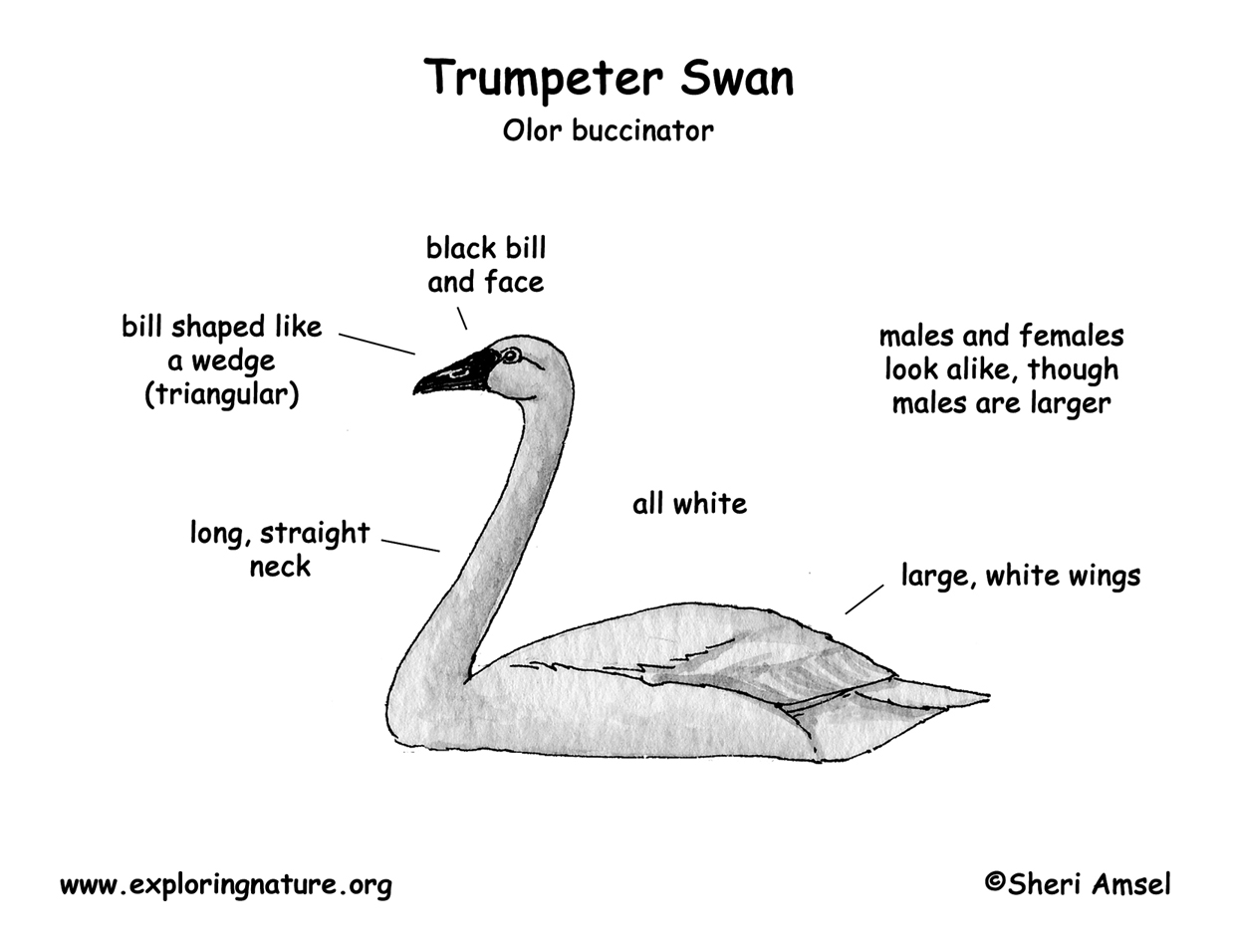Trumpeter Swan coloring #8, Download drawings