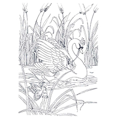 Trumpeter Swan coloring #3, Download drawings