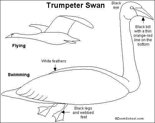 Trumpeter Swan coloring #19, Download drawings