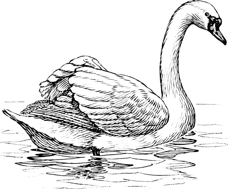 Trumpeter Swan coloring #2, Download drawings
