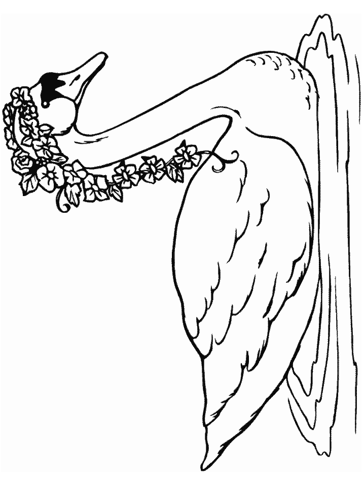 Trumpeter Swan coloring #17, Download drawings