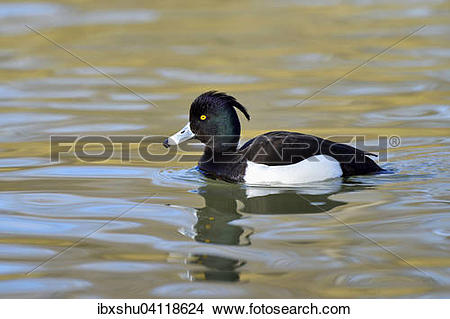 Tufted Duck clipart #7, Download drawings