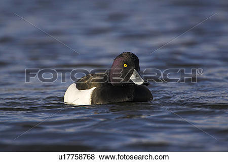 Tufted Duck clipart #5, Download drawings