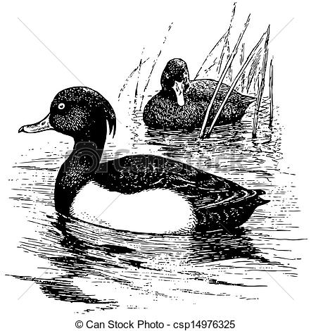 Tufted Duck clipart #2, Download drawings