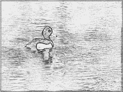 Tufted Duck coloring #8, Download drawings