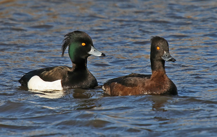 Tufted Duck coloring #1, Download drawings
