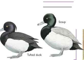 Tufted Duck coloring #4, Download drawings