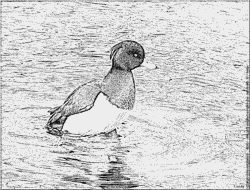 Tufted Duck coloring #13, Download drawings